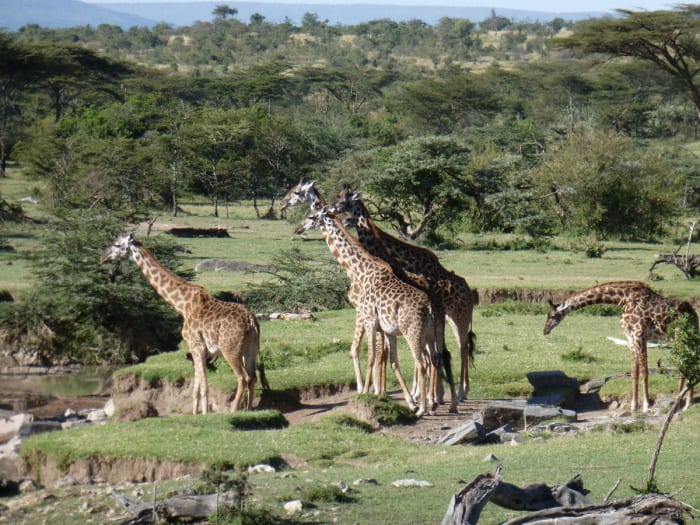 P1000706 - GALLERY.jpg